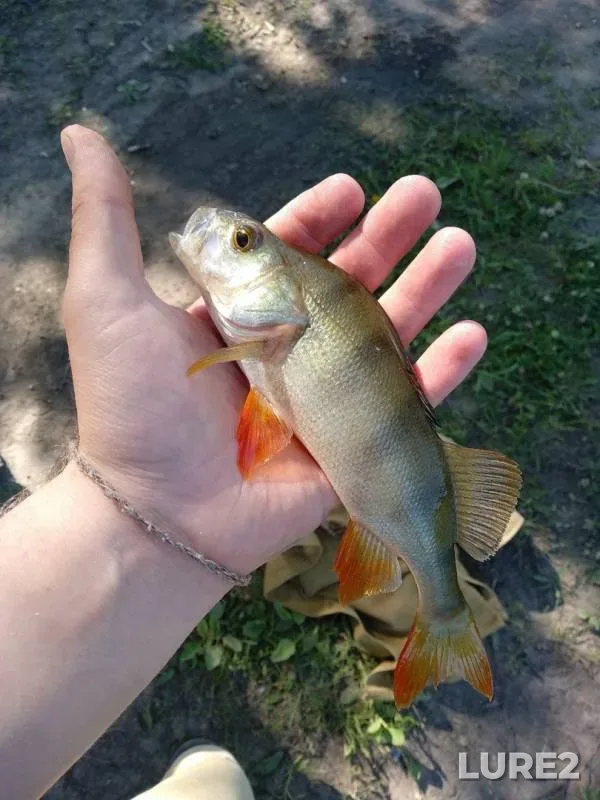 Perch — Karaska, Jun 22, 2019