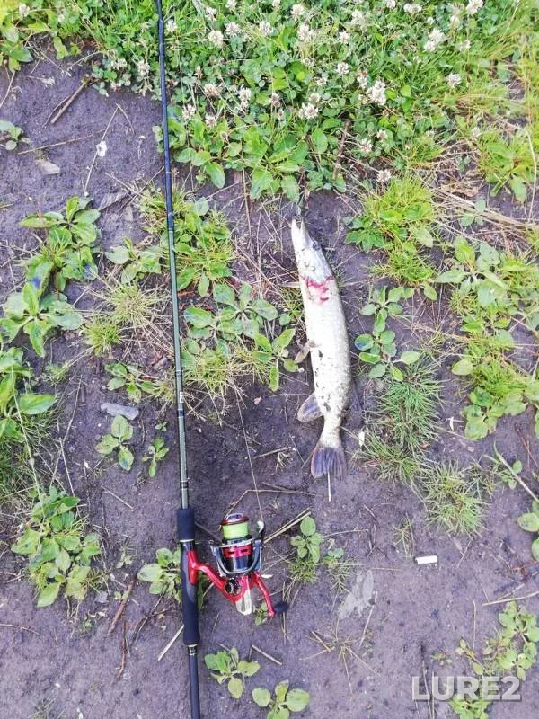 Pike — Chaus, Jun 16, 2019
