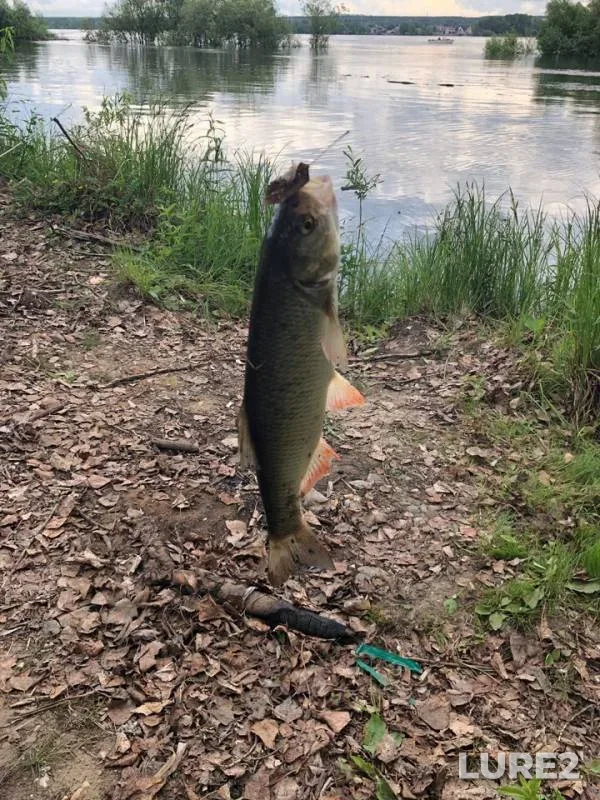 Bream, Ide — Ob, Jun 16, 2019