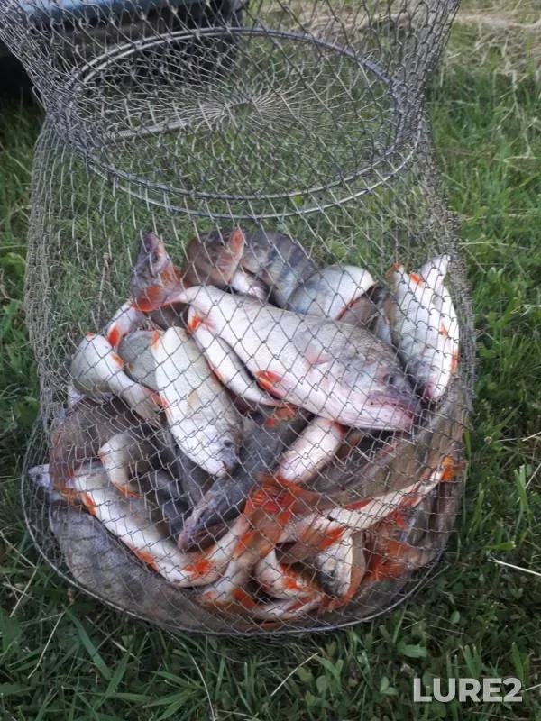 Perch — Chyornoye, Jun 15, 2019