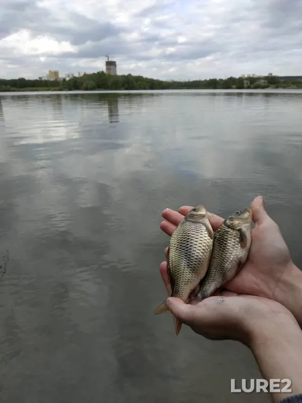 Carp, Crucian carp — Ob, Jun 11, 2019