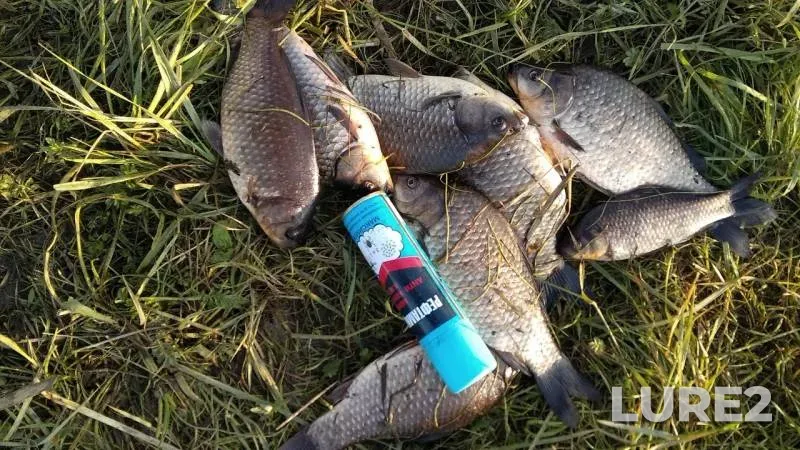 Crucian carp — Sobachye, Jun 12, 2019