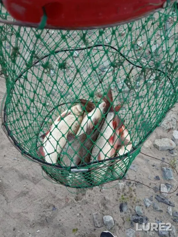 Bream, Ide — Ob, Jun 15, 2019