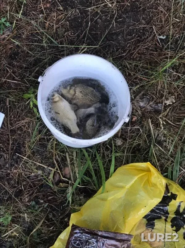 Crucian carp, Roach — Pivochnoye, Jun 23, 2019