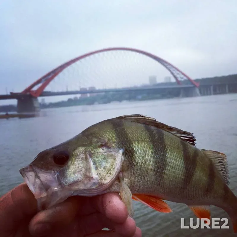 Perch, Zander — Ob, Jun 23, 2019