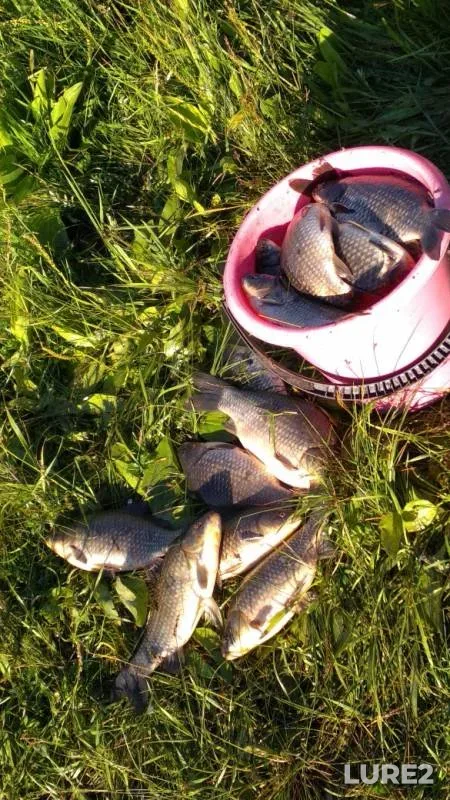 Crucian carp — Sobachye, Jun 24, 2019