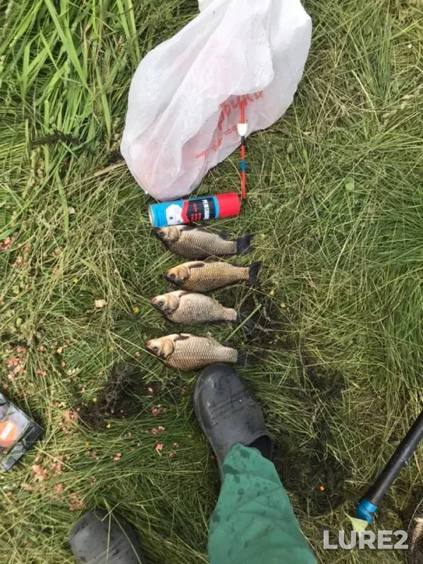 Crucian carp — Novosibirskaya oblast, Jun 24, 2019
