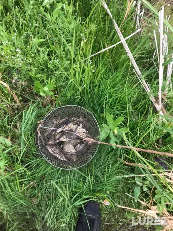 Crucian carp — Novosibirskaya oblast, Jun 28, 2019