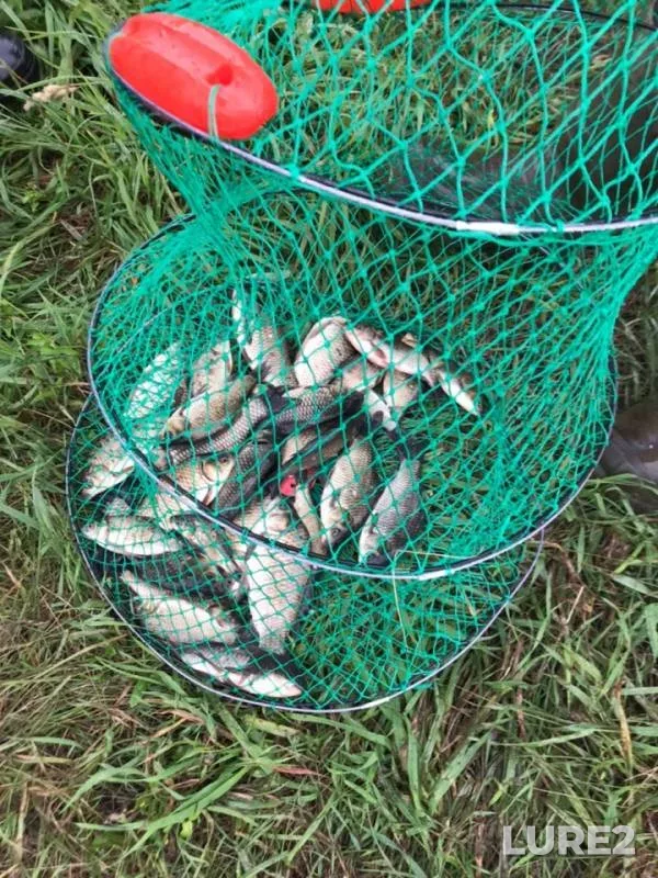 Crucian carp — Novosibirskaya oblast, Jun 29, 2019