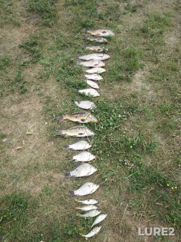 Carp, Crucian carp — Tula, Jul 01, 2019