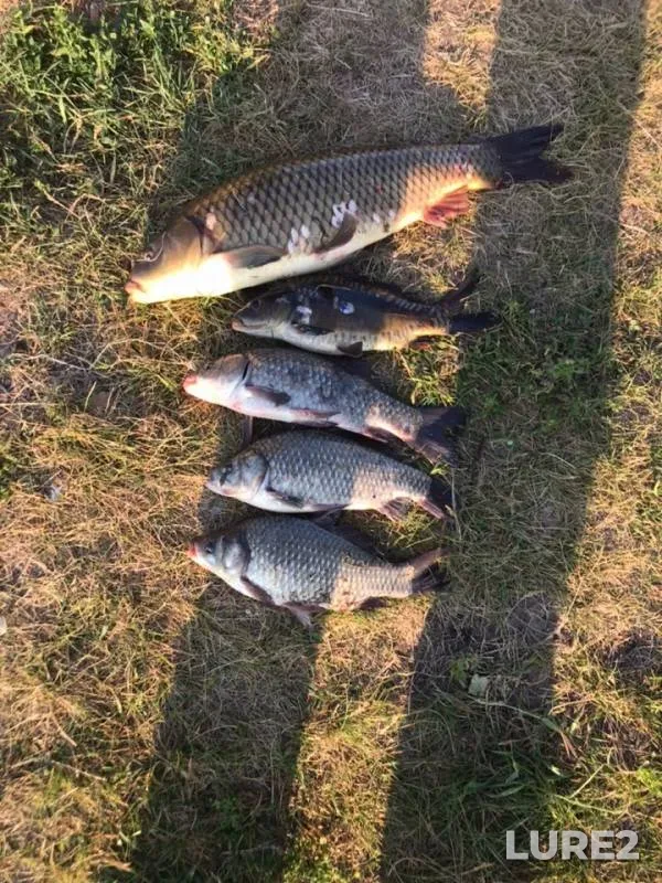 Carp — Tula, Jul 03, 2019