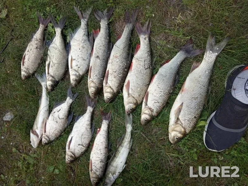Bream, Ide — Novosibirskaya oblast, Jul 03, 2019
