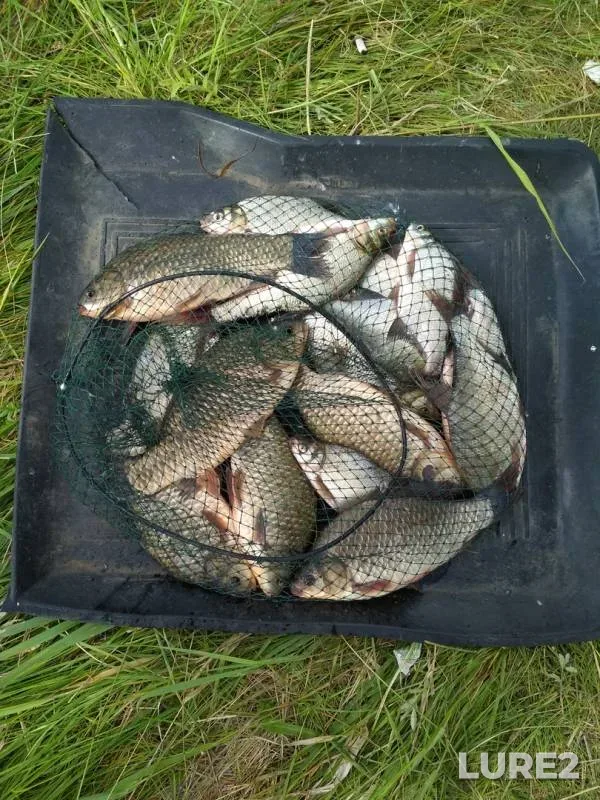 Crucian carp — Irmen, Jul 07, 2019