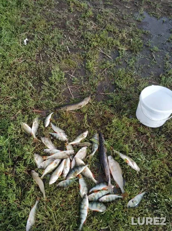 Perch, Pike — Chuman, Jul 07, 2019
