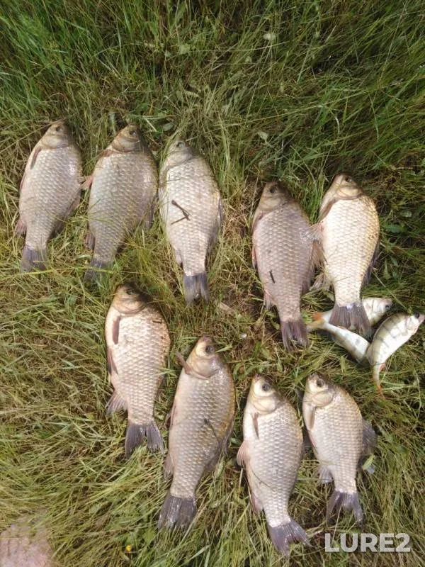 Crucian carp, Perch — Novosibirskaya oblast, Jul 21, 2019