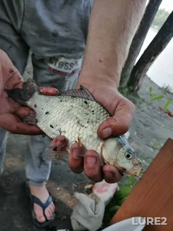 Bream, Crucian carp — Inya, Jul 21, 2019