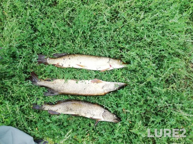 Pike — Karasuk, Jul 30, 2019