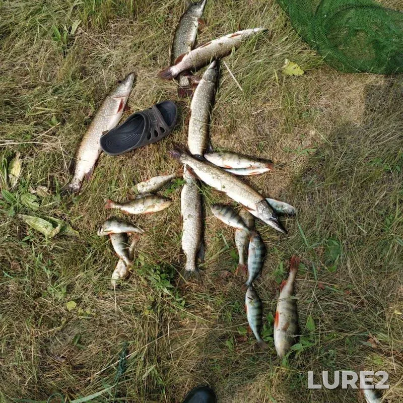 Perch, Pike — Chuman, Jul 28, 2019