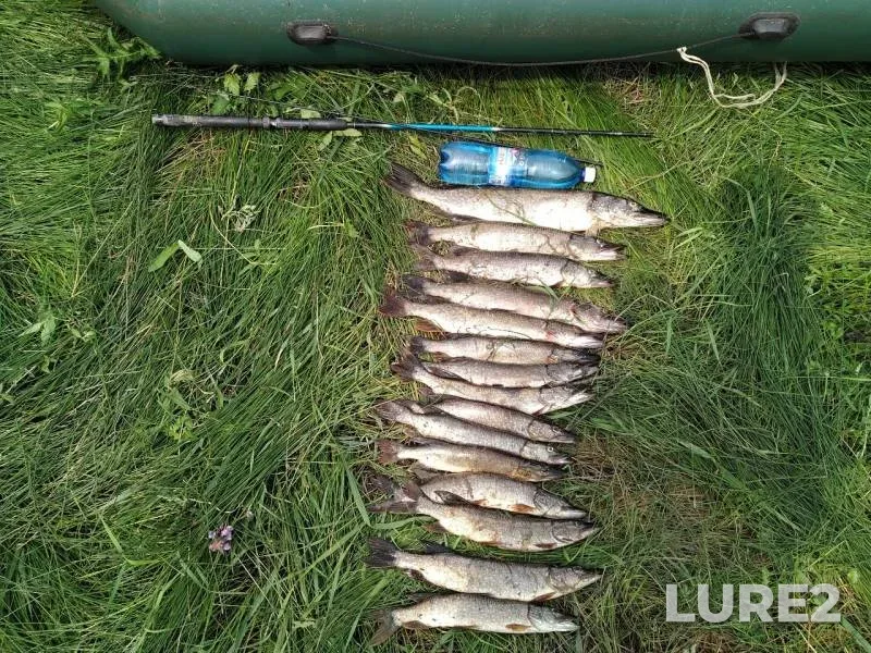 Pike — Om, Jul 28, 2019