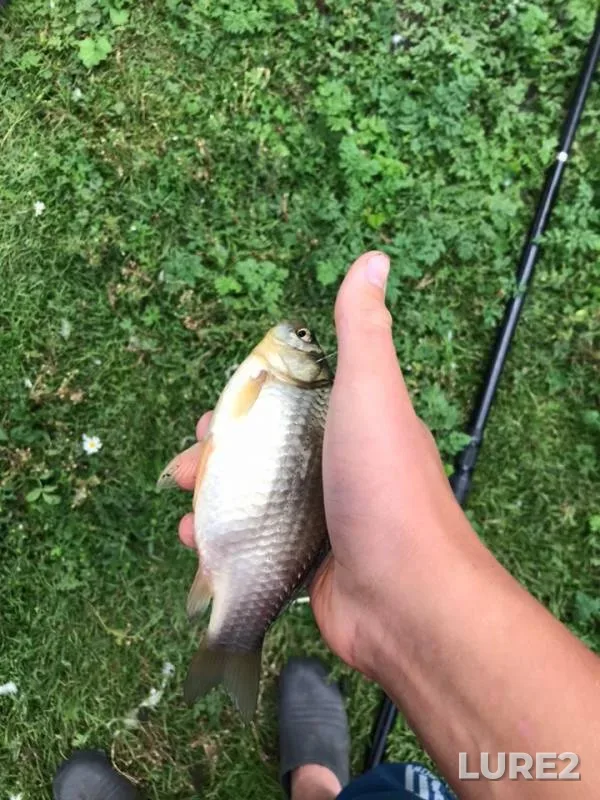 Crucian carp — Novosibirskaya oblast, Aug 10, 2019