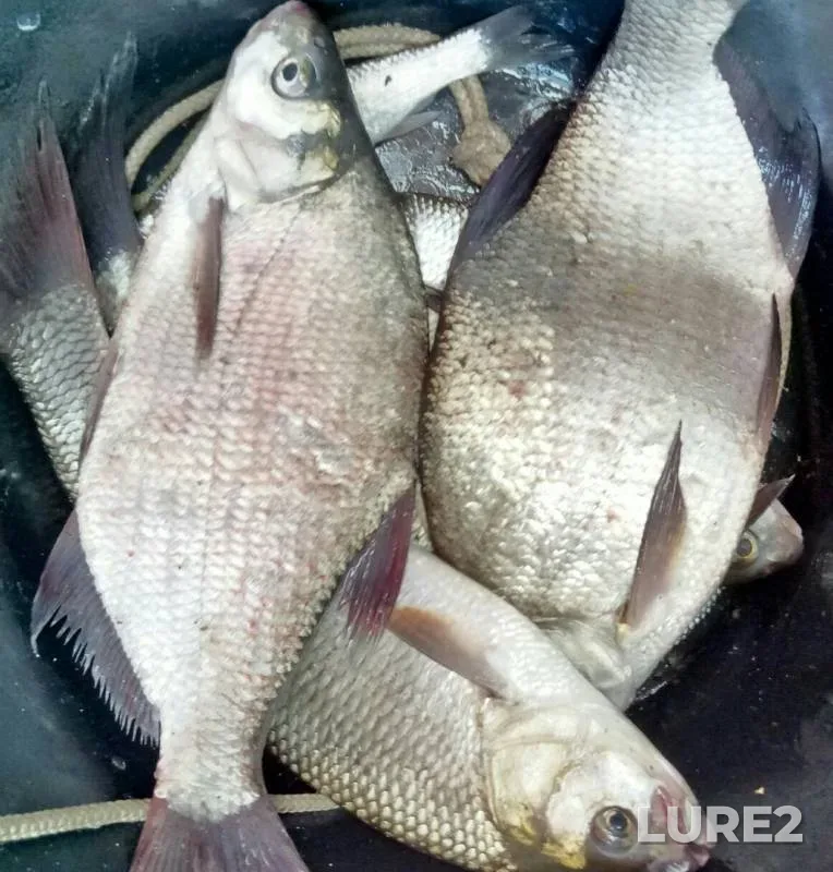 Bream, Ide — Ob, Aug 06, 2019