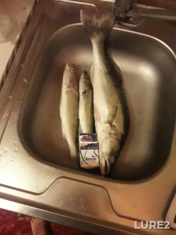 Zander — Ob, Aug 05, 2019