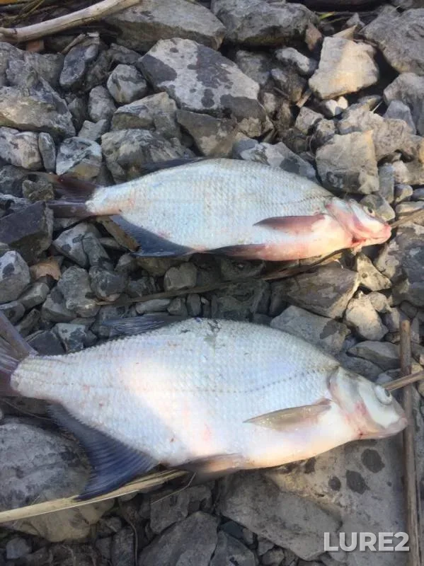 Bream — Ob, Aug 09, 2019