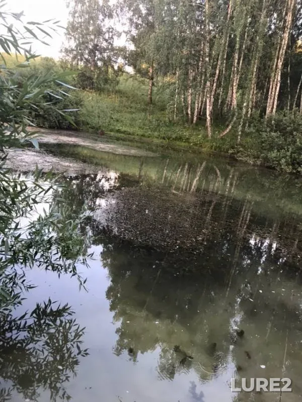 Crucian carp — Novosibirskaya oblast, Aug 09, 2019