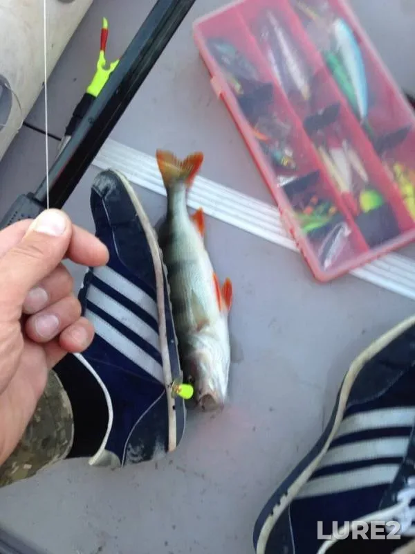 Perch, Zander — protoka Malaya Zatonskaya, Aug 12, 2019