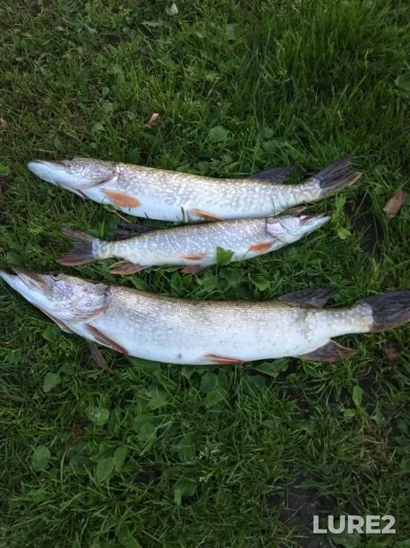 Pike — Inya, Aug 11, 2019