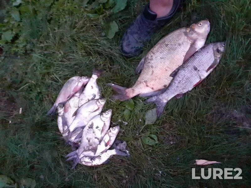 Bream, Ide — Ob, Aug 17, 2019