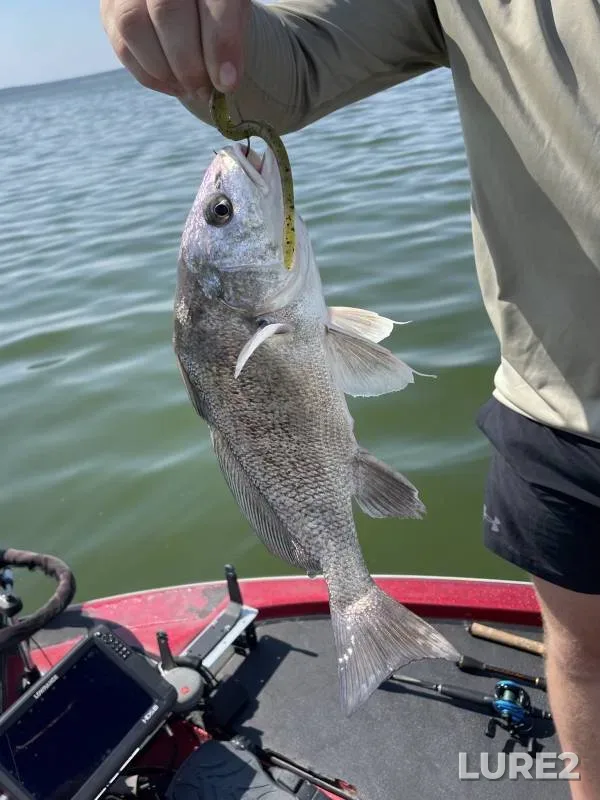 Zander — Ob, Aug 18, 2019