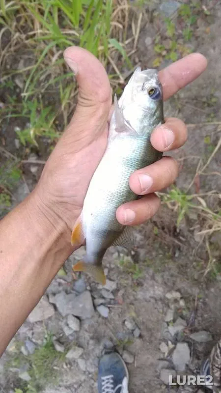 Perch — Inya, Aug 18, 2019