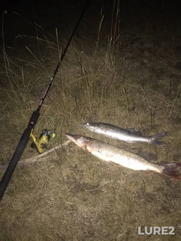 Pike, Zander — Ob, Aug 20, 2019