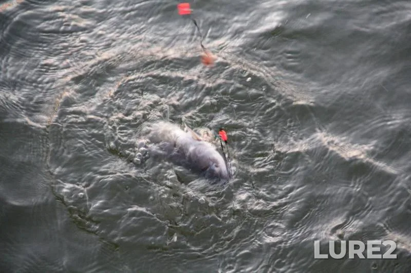 Channel catfish — Lake Conroe, Jul 24, 2020