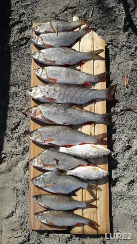 Bream, Ide — Lugovaya protoka, Sep 01, 2019