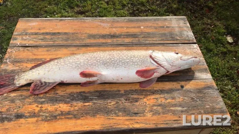 Pike — Inya, Sep 29, 2019