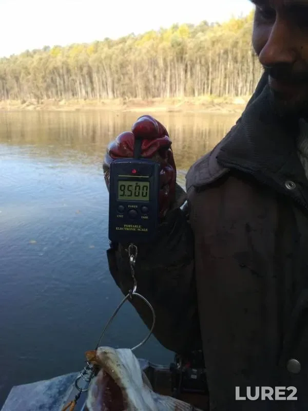 Perch, Pike — protoka Upravitelskaya, Sep 25, 2019