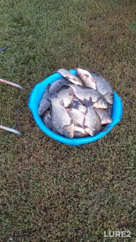 Crucian carp — Novosibirskaya oblast, Sep 15, 2019