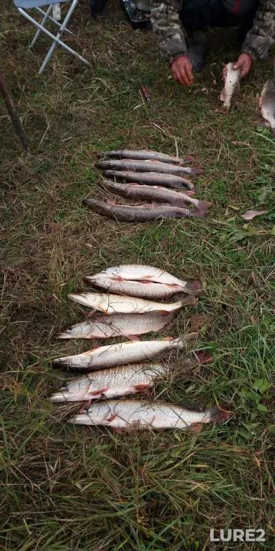 Pike — Kargat, Sep 07, 2019