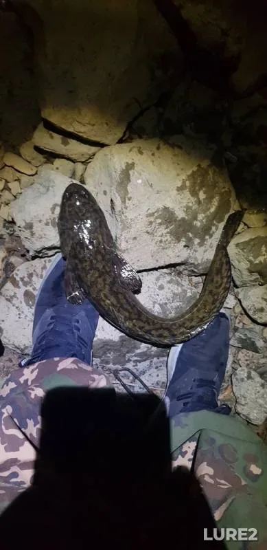 Burbot — Ob, Oct 07, 2019
