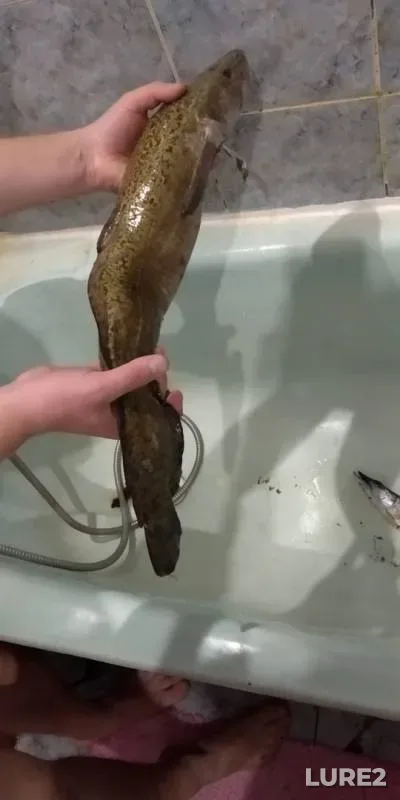 Burbot — Ob, Oct 14, 2019