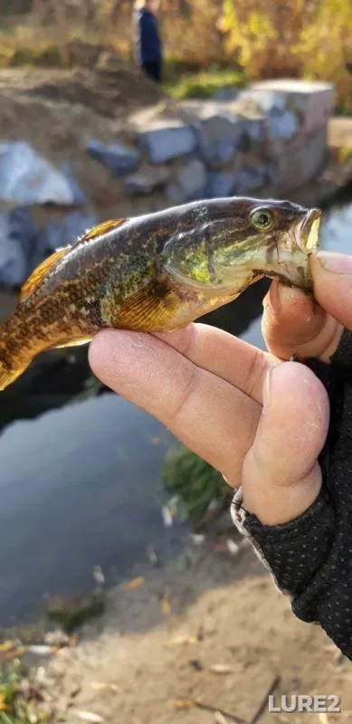 Perch — Novosibirskaya oblast, Oct 13, 2019