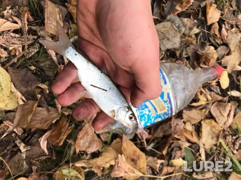 Carp — protoka Malaya Zatonskaya, Oct 14, 2019