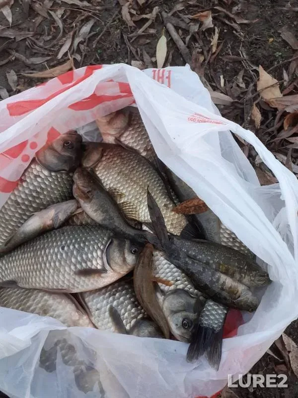 Crucian carp — Karasye, Oct 13, 2019
