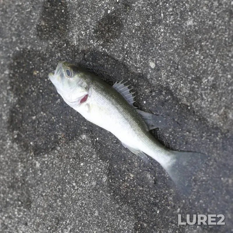 Largemouth bass — Florida, Brevard County, Apr 02, 2018