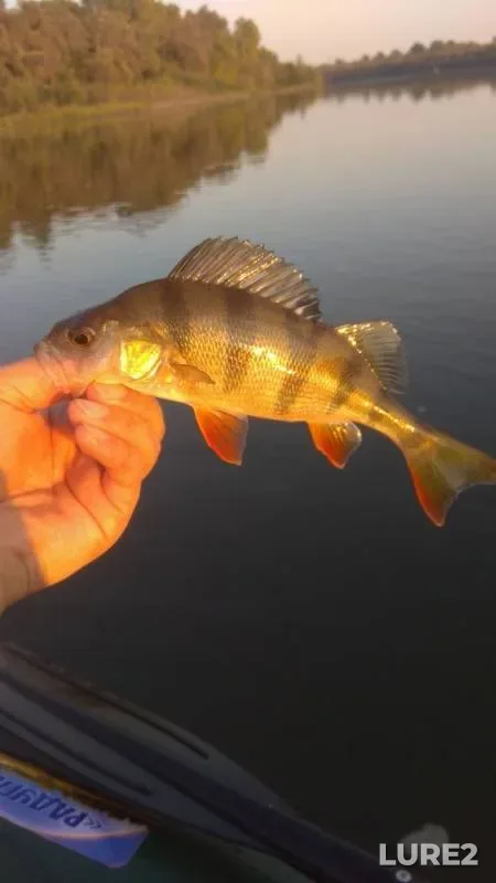 Perch, Pike — Belaya, Sep 13, 2019