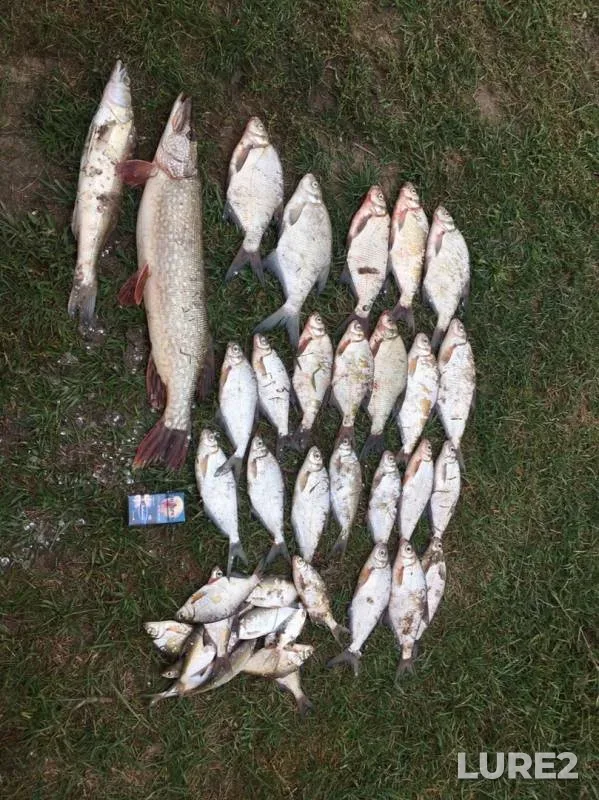 Bream, Pike — Belaya, Sep 16, 2019