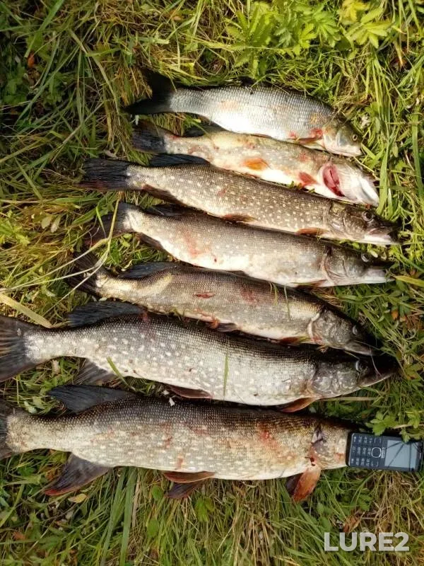 Asp, Pike — Iske-Idel, Sep 18, 2019