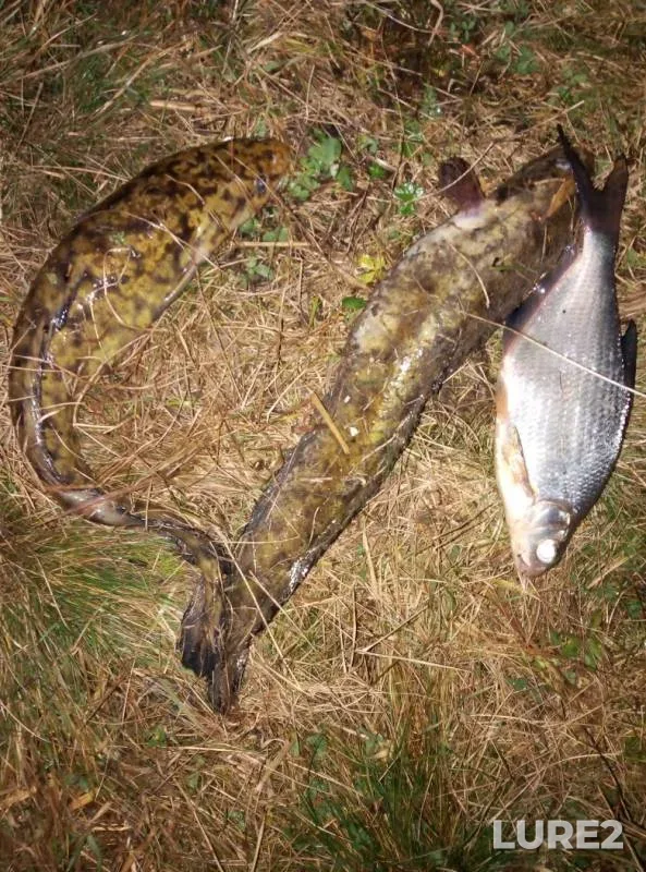 Burbot, White bream — Belaya, Nov 07, 2019